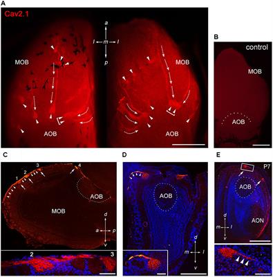 P/Q Type Calcium Channel Cav2.1 Defines a Unique Subset of Glomeruli in the Mouse Olfactory Bulb